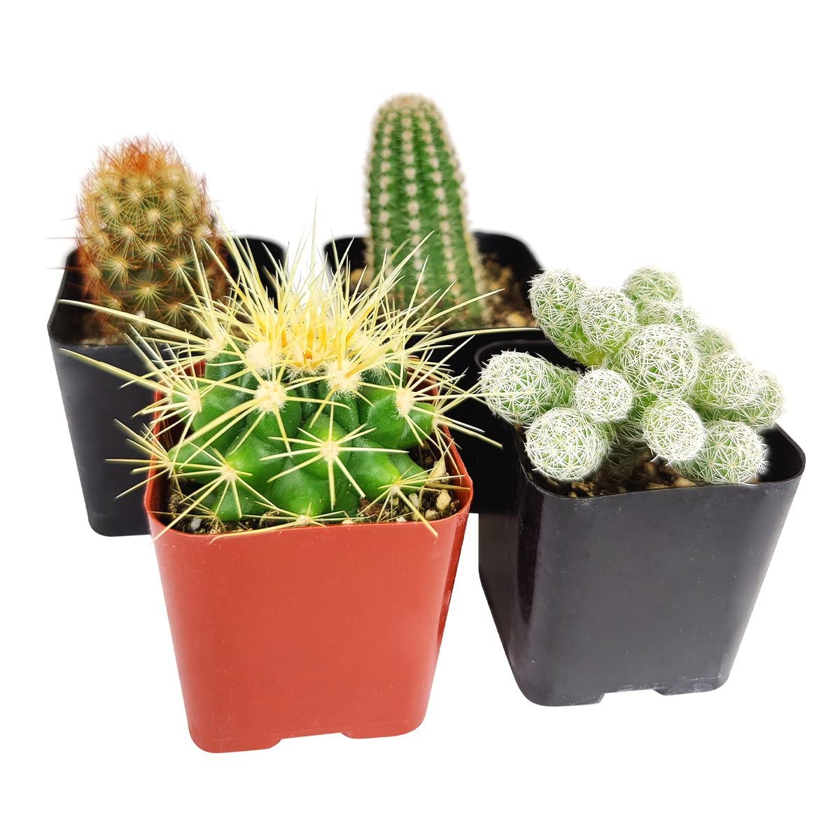 Nala ナラ　Cactus all in one Nala・ナラ・Cactus all in one・nala